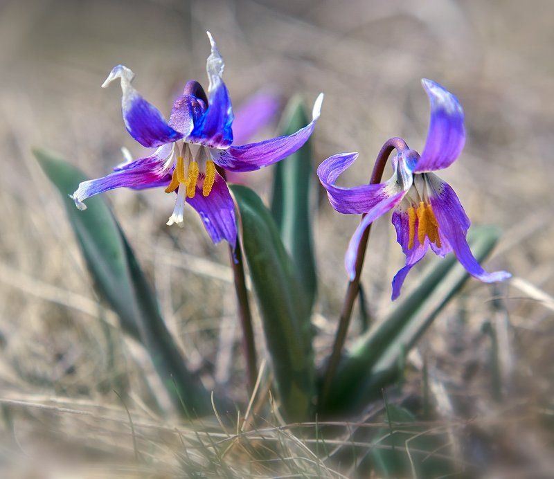 Алтай, Алтайский край, Качурин алексей, Оренбургская область, Орск Аленькие цветочки!!! фото превью