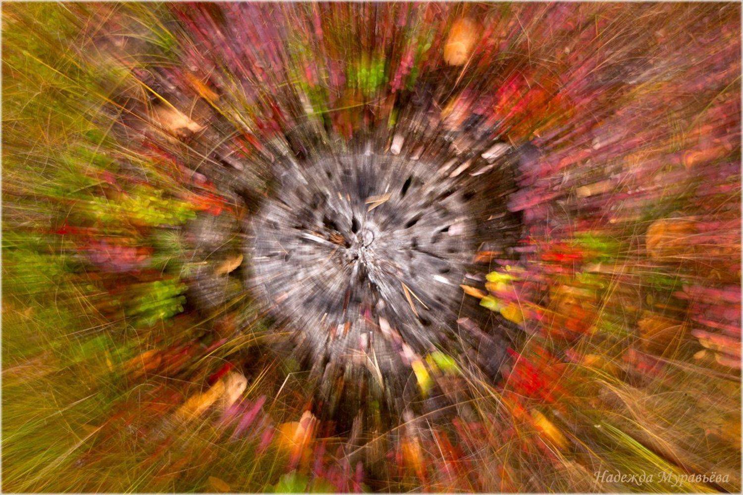 болото, взрыв, осень, пень, сима, Надежда Муравьёва