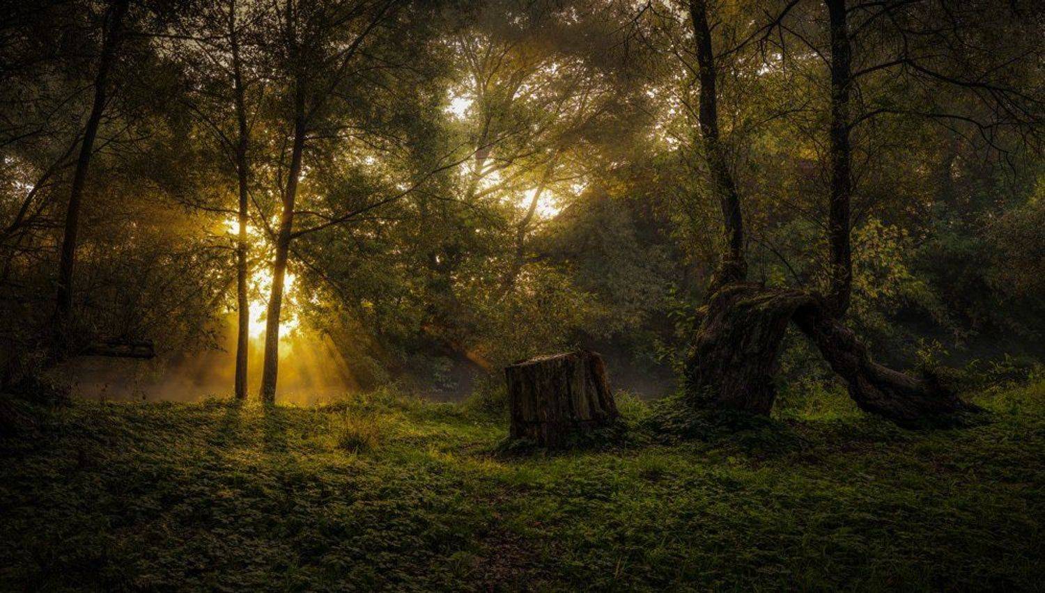 Природа,туман,зелёный,утро,цвет,nikon/nikon d600, Морозов Юрий