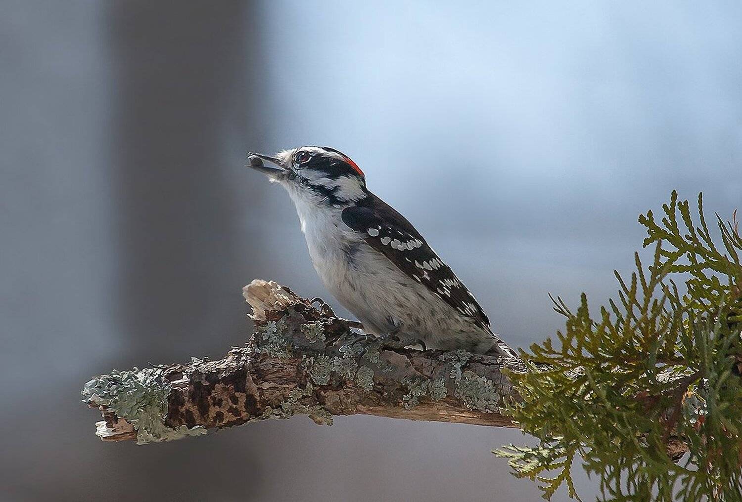 животные, природа,птицы, пернатые, фауна, Антонина