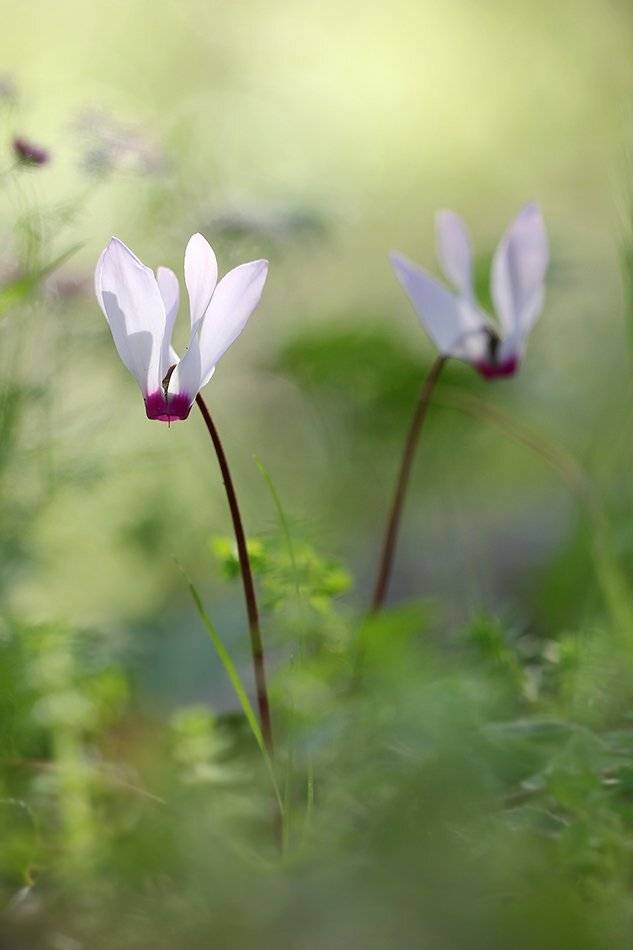 , Иваненко Светлана