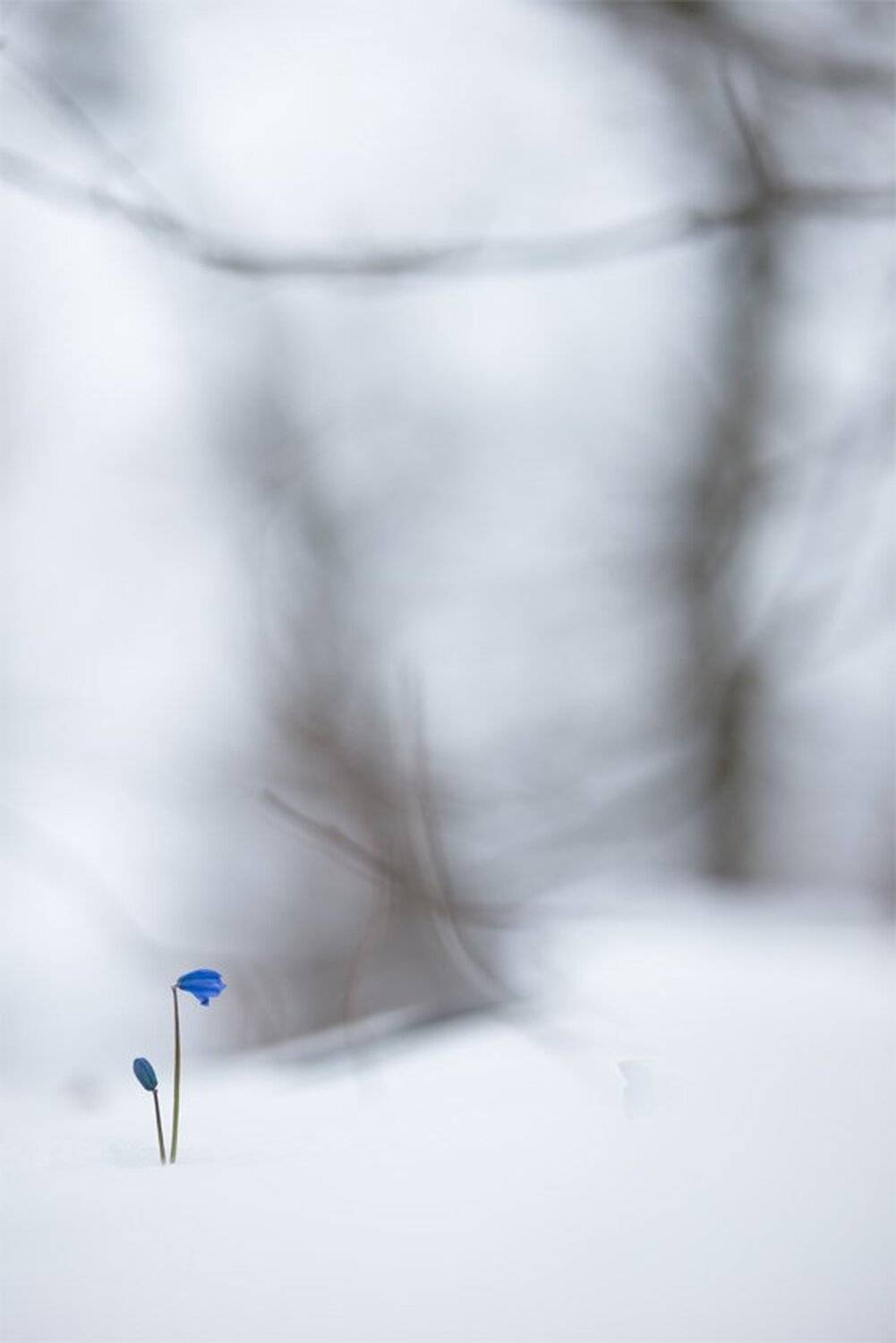 Апрель, Весна, Воронеж, Пролеска, Свет, Снег, Сцилла сибирская, Геннадий Мещеряков