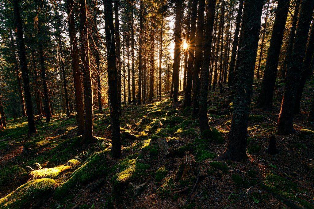 , Ярослав Тюрменко (Jaremi)