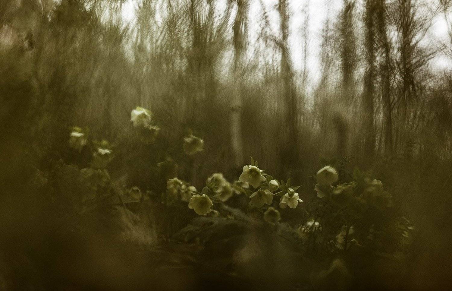 Морозники, Юлия Втюрина