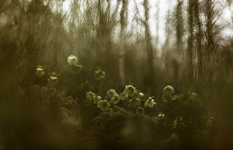 Морозники Морозники фото превью