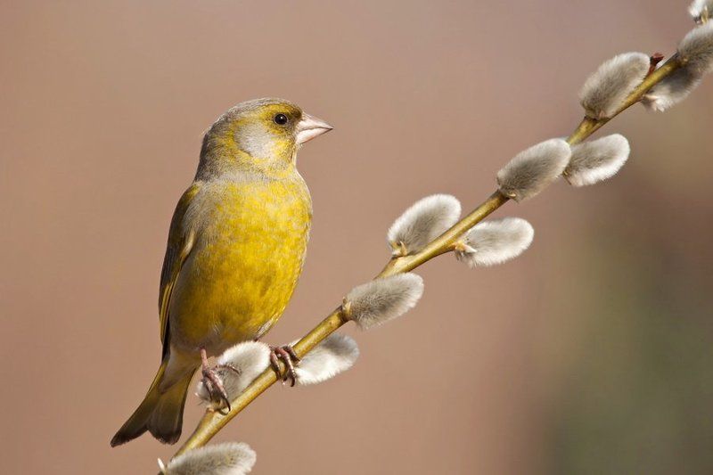European Greenfinch фото превью