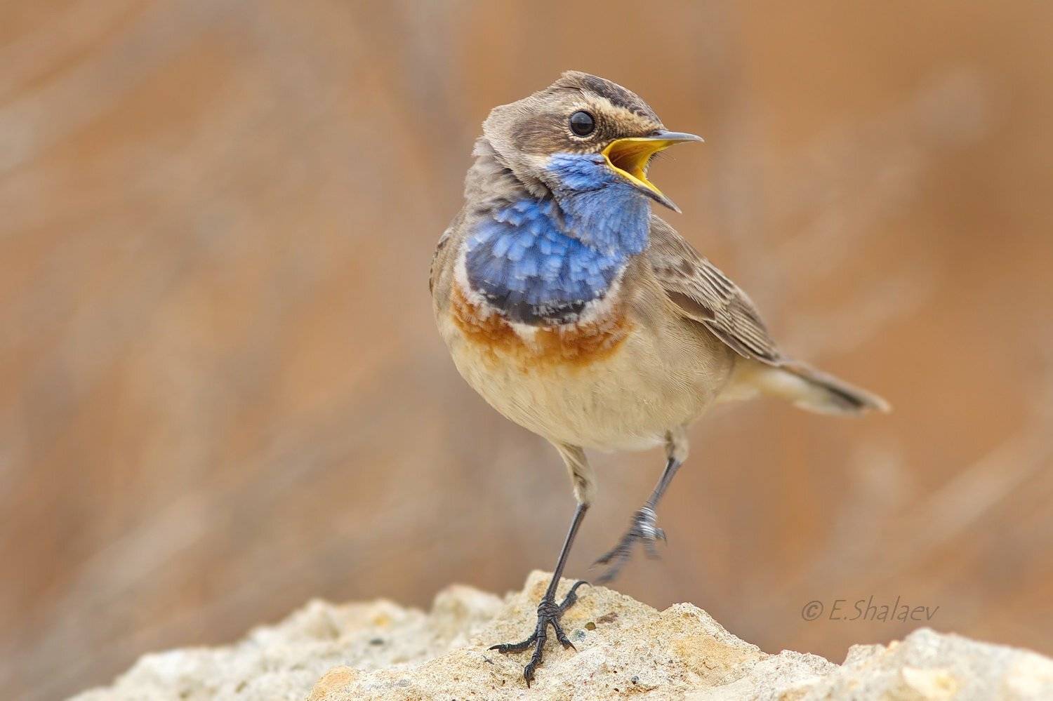 Birds, Bluethroat, Luscinia svecica, Варакушка, Птица, Птицы, Фотоохота, Евгений