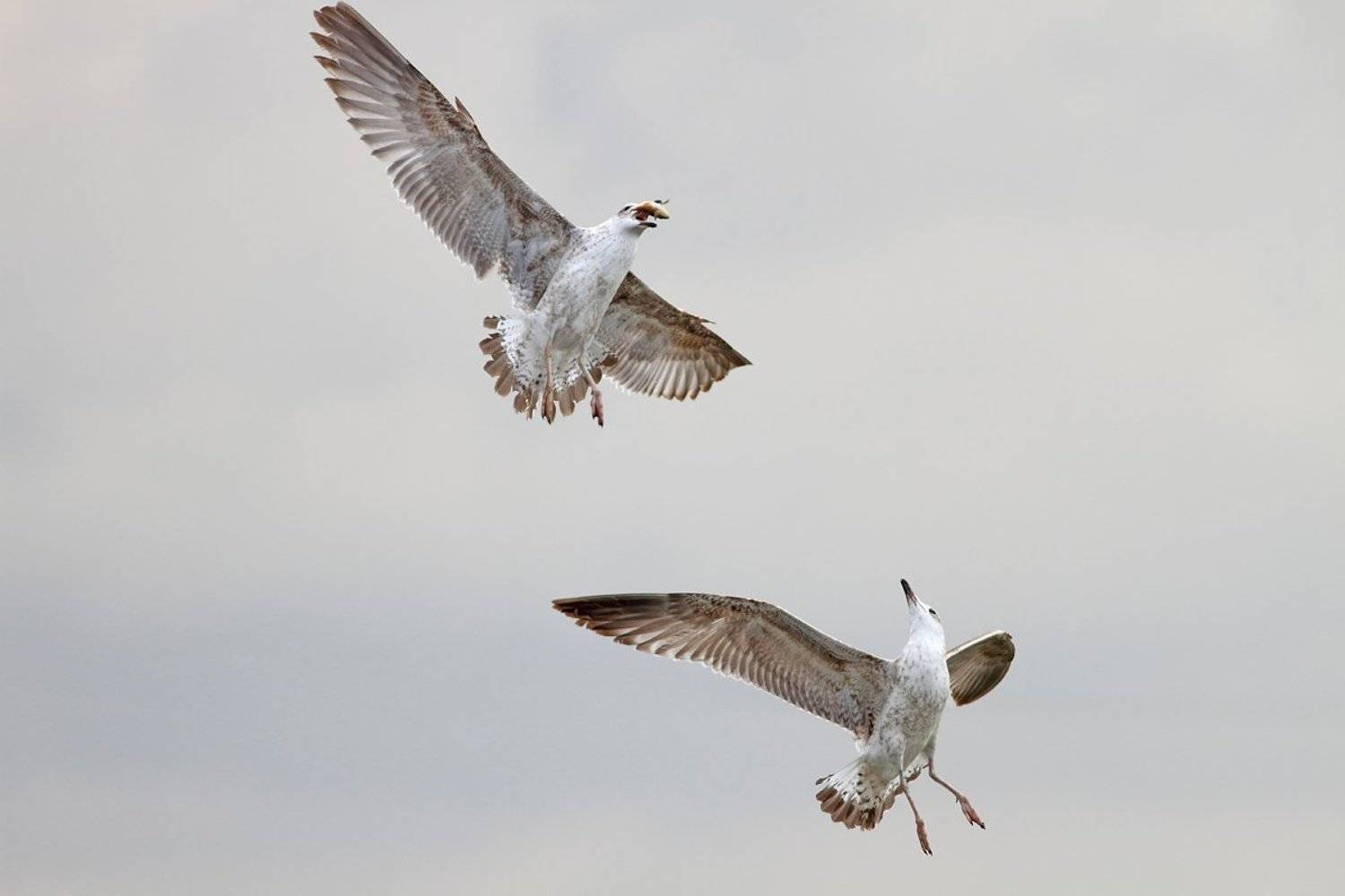 animals,birds,gulls, 7d, 400mm, животные, птицы, чайки, Yuri Gomelsky