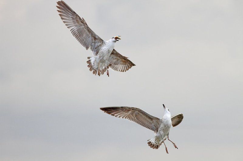 animals,birds,gulls, 7d, 400mm, животные, птицы, чайки Роняй уже поскорее.. фото превью