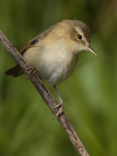 Paddyfield Warbler.