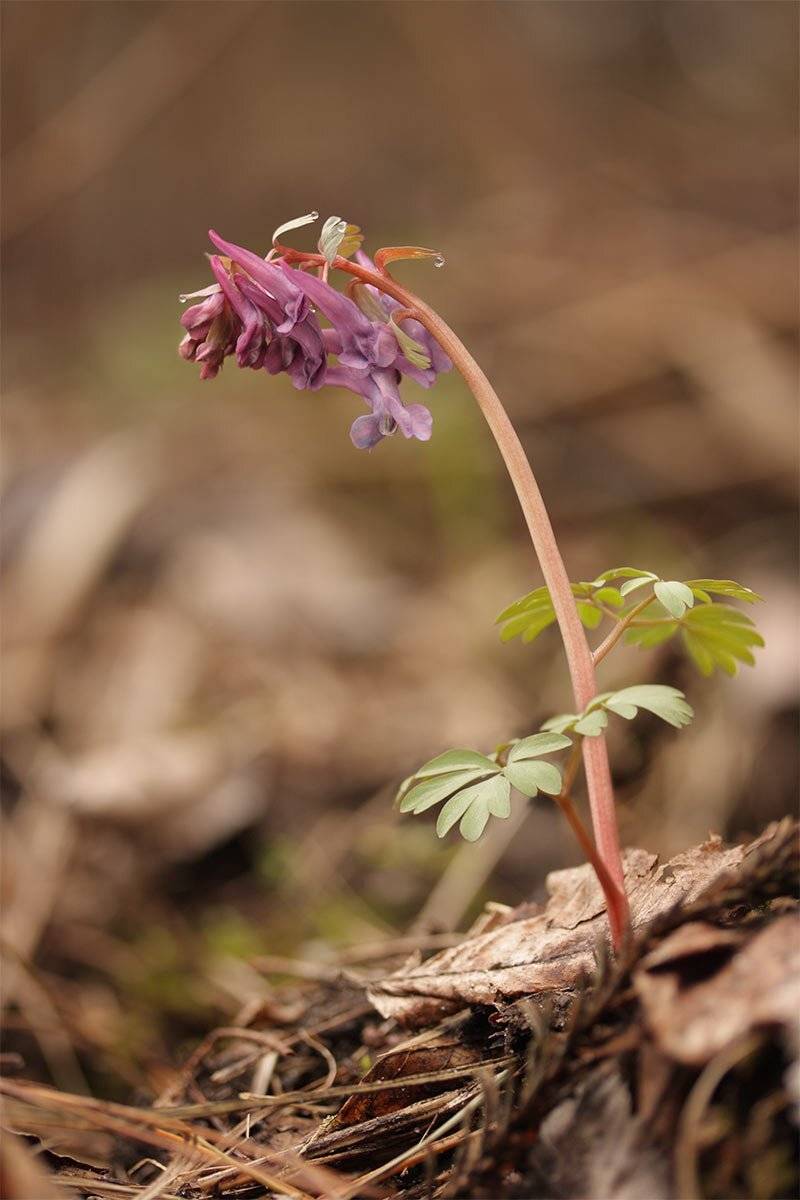 Хохлатка плотная, Corydalis solida, Роман Рысь