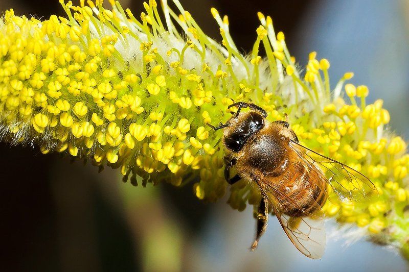 Верба С Вербенным воскресеньем!!! фото превью