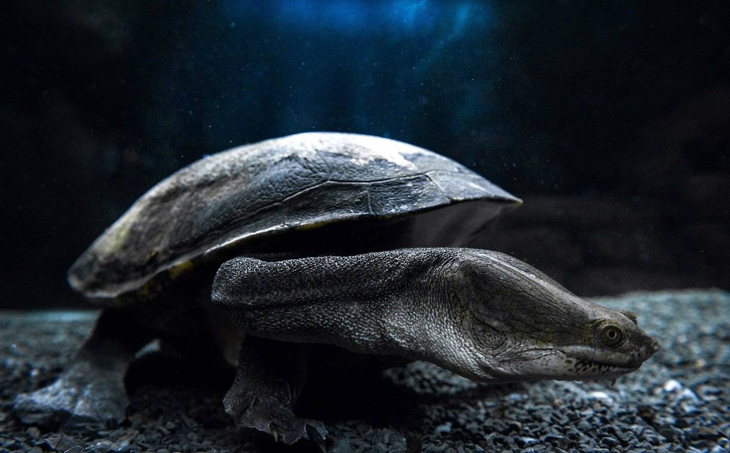 Animals, Light, Nature, Nikon, Underwater, Water, Андрей Лободин