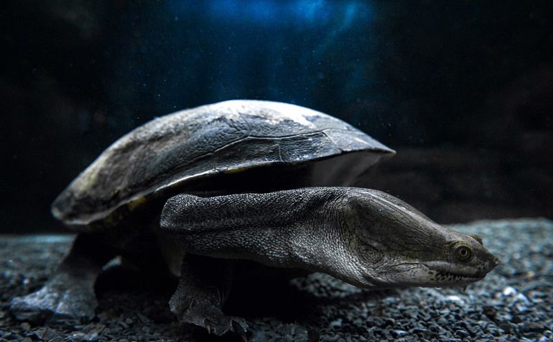 Animals, Light, Nature, Nikon, Underwater, Water Змеевидная черепаха фото превью