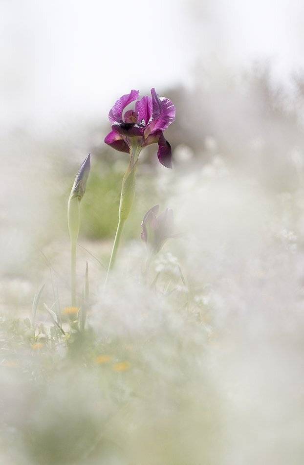 , Иваненко Светлана