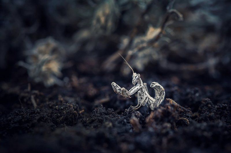 Белый монах. фото превью