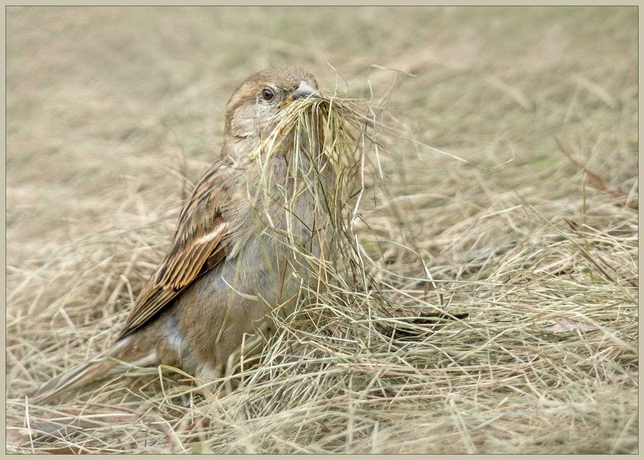 , Валерий Субачев