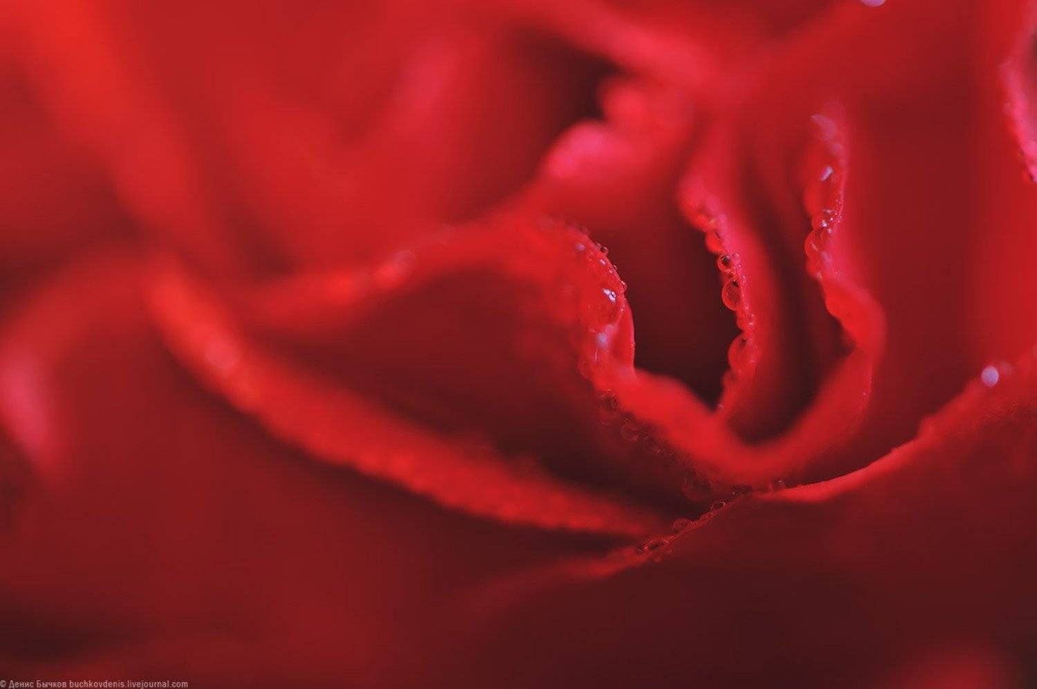 Macro, Redwater drop, Rose, Бычков Денис