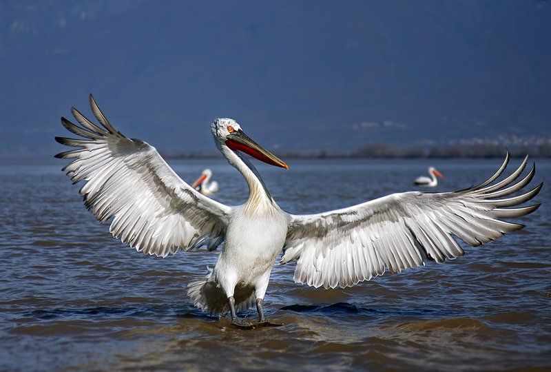 Dalmatian pelican фото превью
