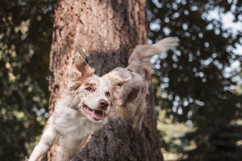 На прогулке с бордер колли фото превью