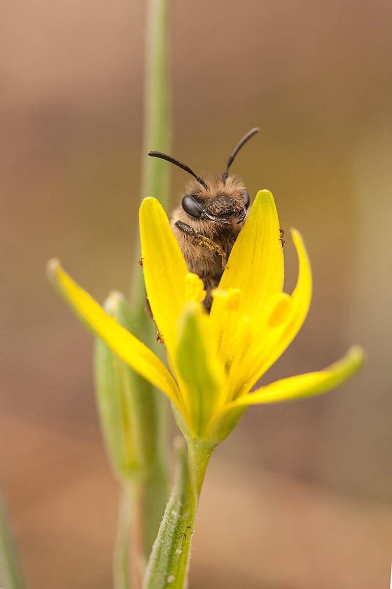Весна, Гусиный лук, Опыление, Пчела, Роман Рысь