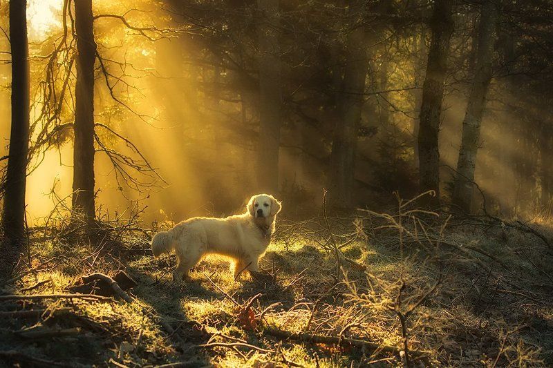 Golden in the golden forest фото превью