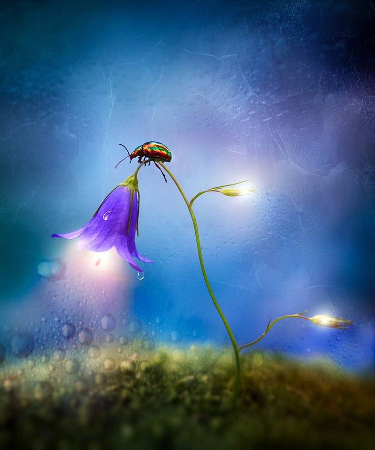 Волшебство, Макро, Макро красота, Макро мир, Природа, Сказка, Александр Чорный