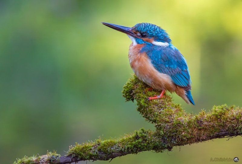 зимородок, портрет, экзотическая птица, яркое оперение, фотограф, саров Зимородок. фото превью