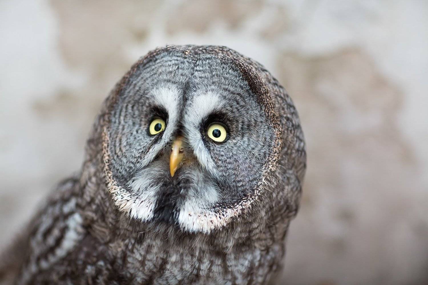 , Александра Савенкова