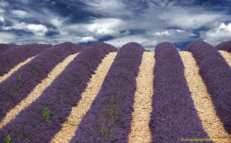 Lavanda фото превью