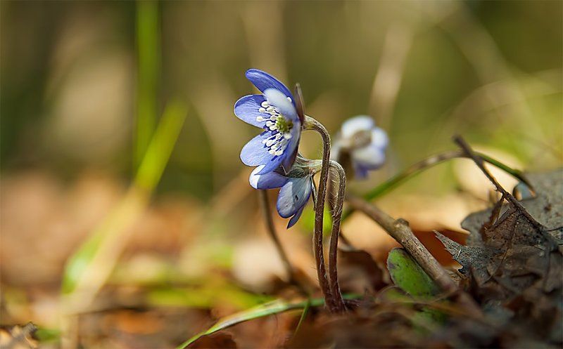 Spring blue flowers... фото превью