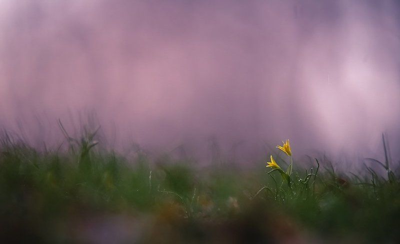 Весна.Любовь.Двое в тумане. фото превью