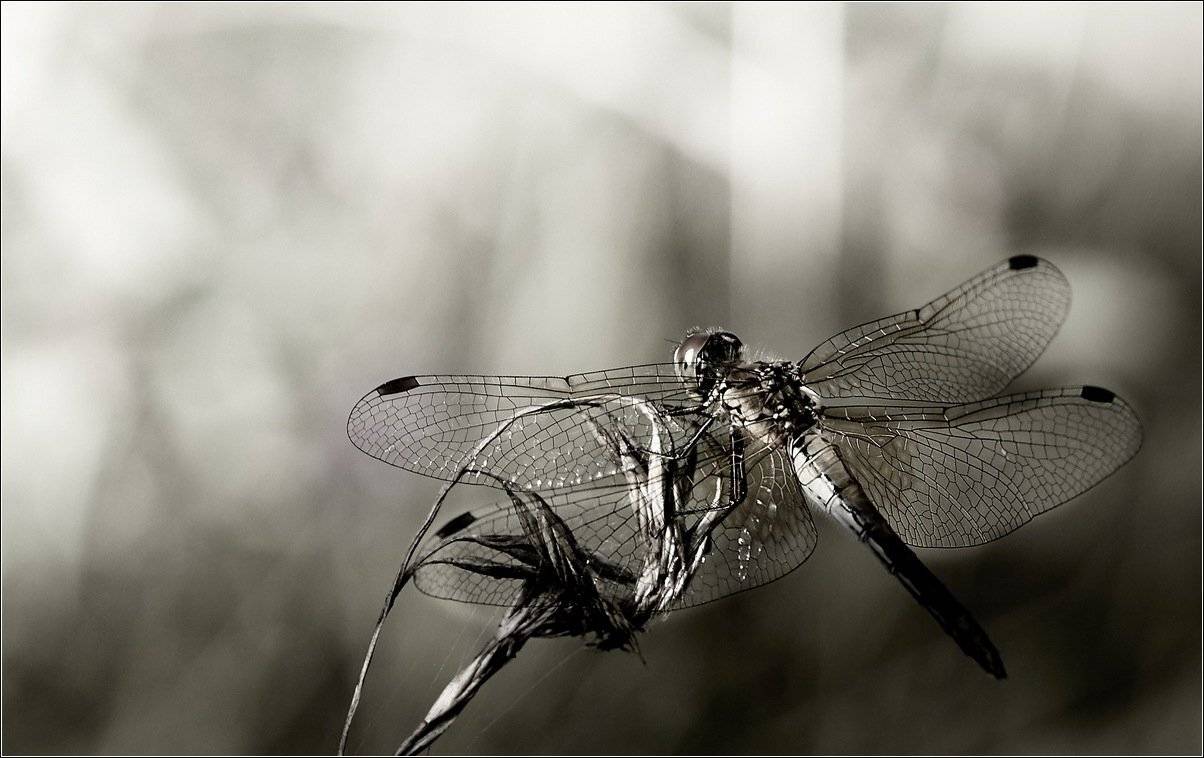 макро, Виктор Парщиков