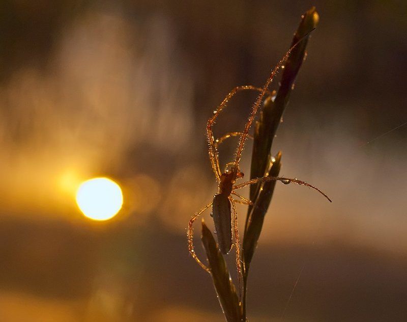 Солярий фото превью