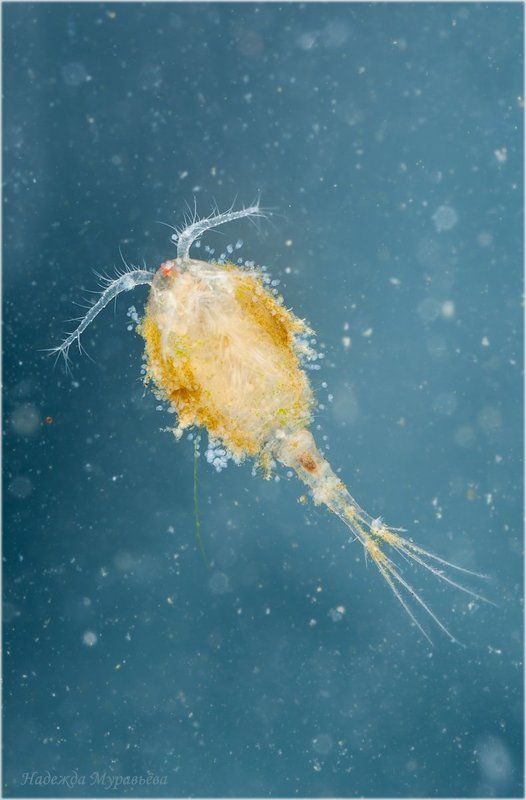 Cyclopidae, Циклоп Одноглазая и бессердечная фото превью