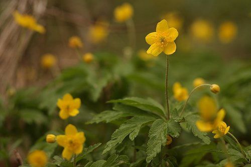 Ветреничка лютиковая - Anemonoides ranunculoides