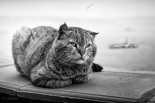 Кот Босфор