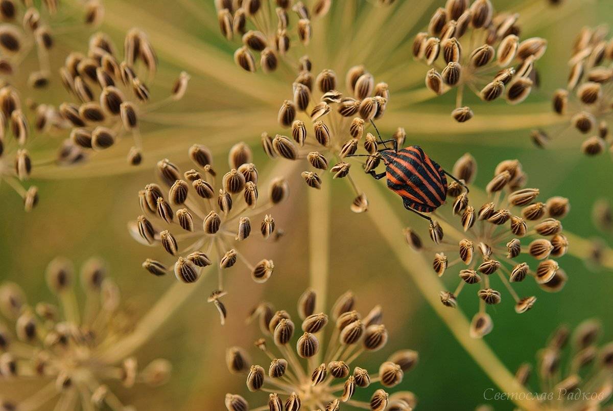 Копър, Макро, Природа, Растение, Сезон, Svetoslav Radkov