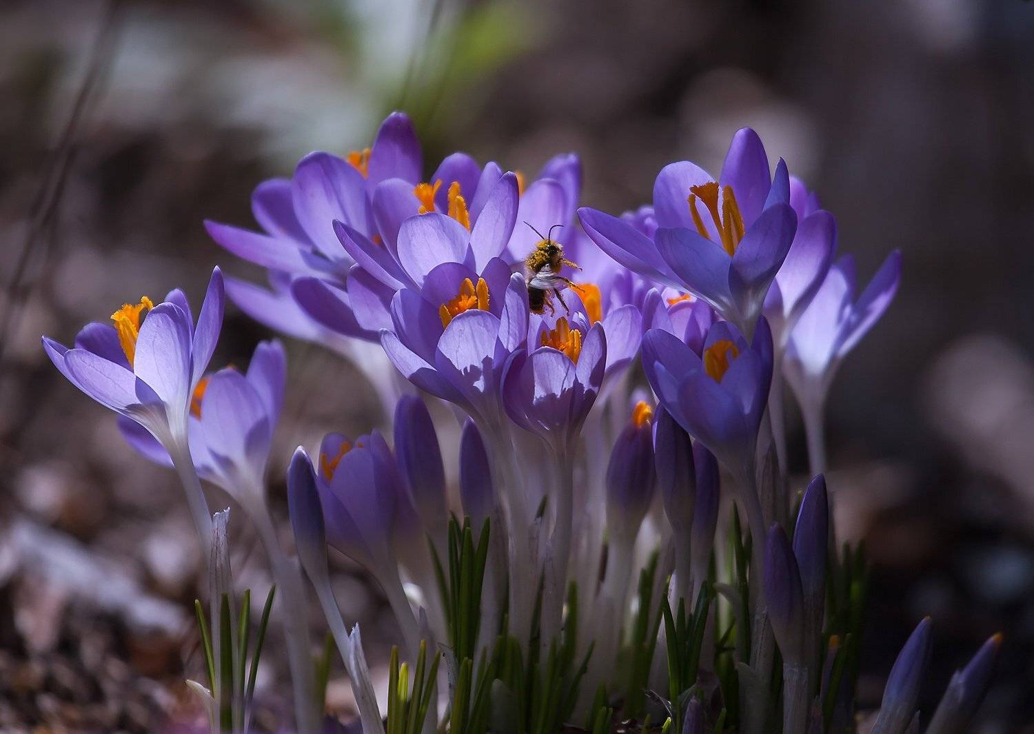 весна, макро, насекомые, природа, флора, цветы, Антонина