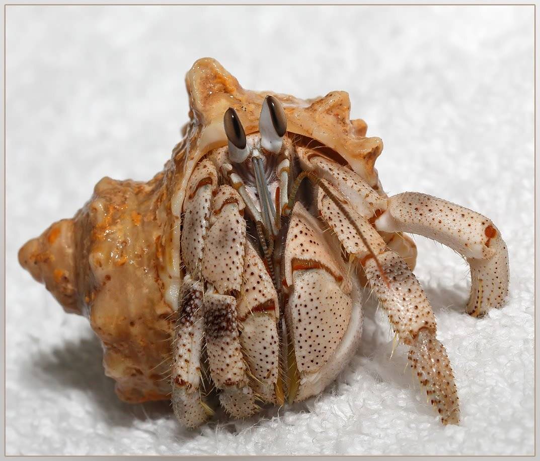 , Игорь Ломакин