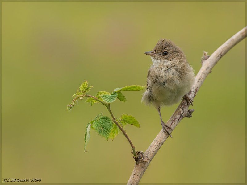 Жулан, Зарянка, зеленушка, Камышовка садовая, Славка серая, Чекан луговой Птичья молодежь. фото превью