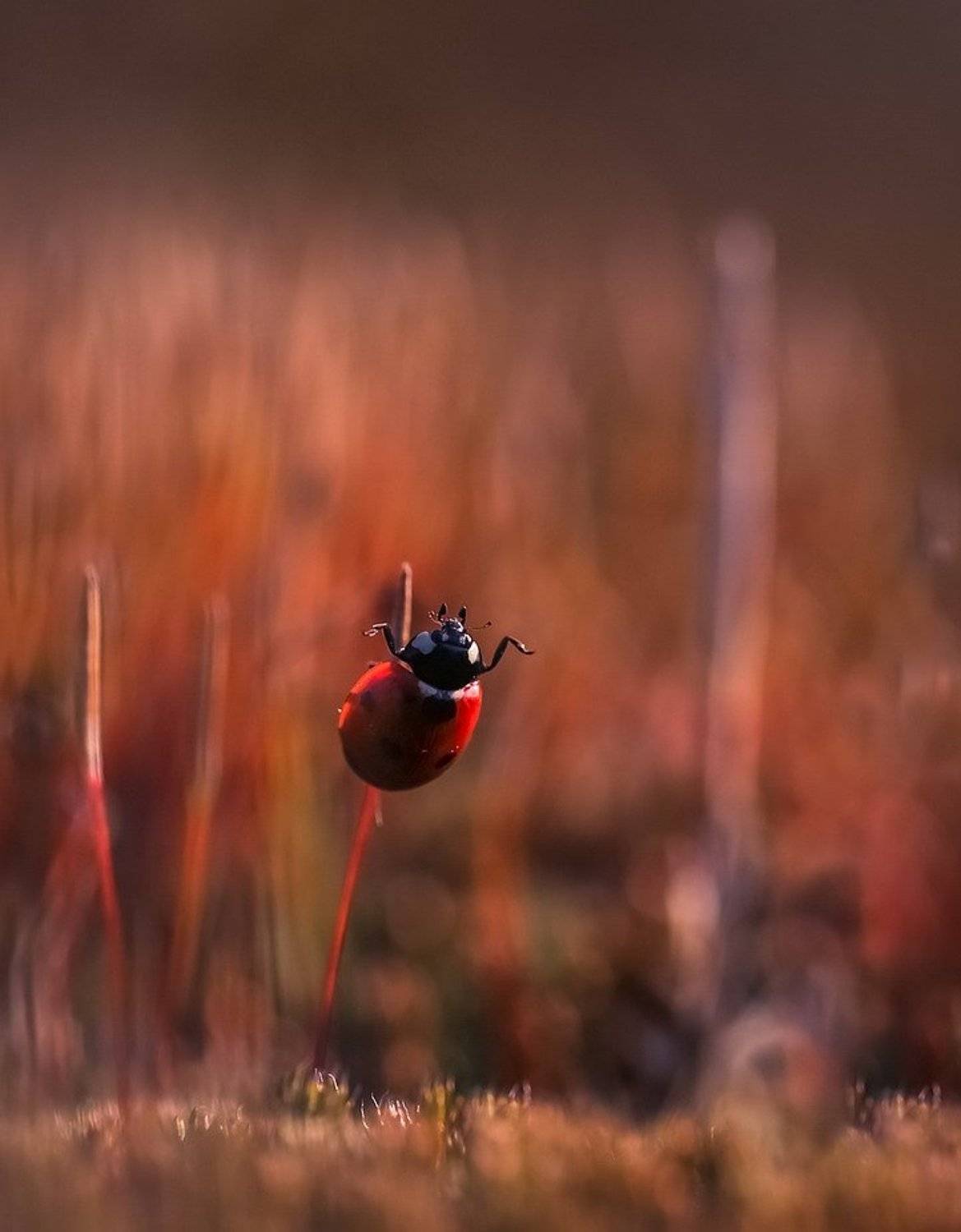 , Вячеслав Мищенко