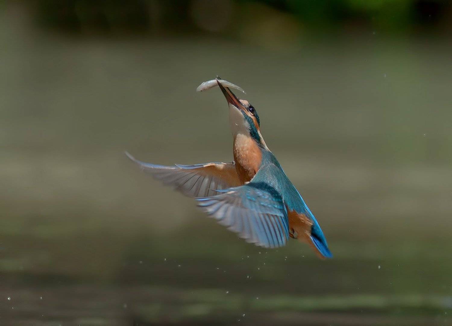 , Стефан Дянков