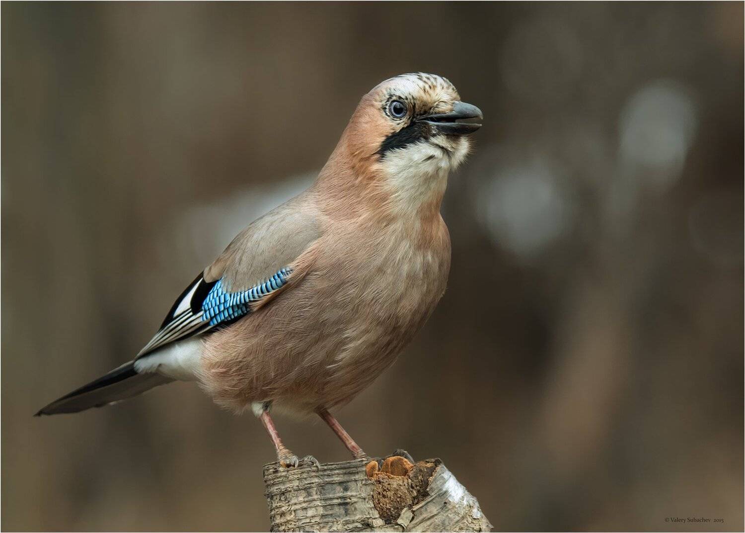 Птицы, Сойка, Сокольники, Валерий Субачев