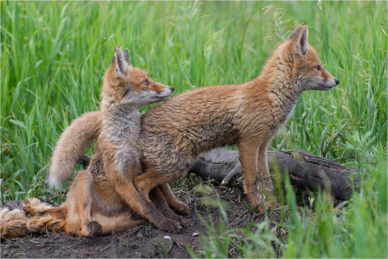 , Руслан Сигушин