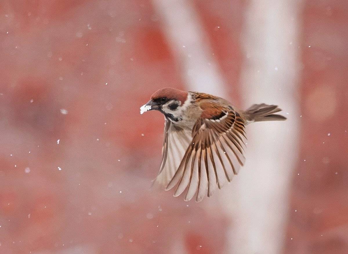 Воробей, Наталья