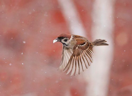 Такой апрель голодный