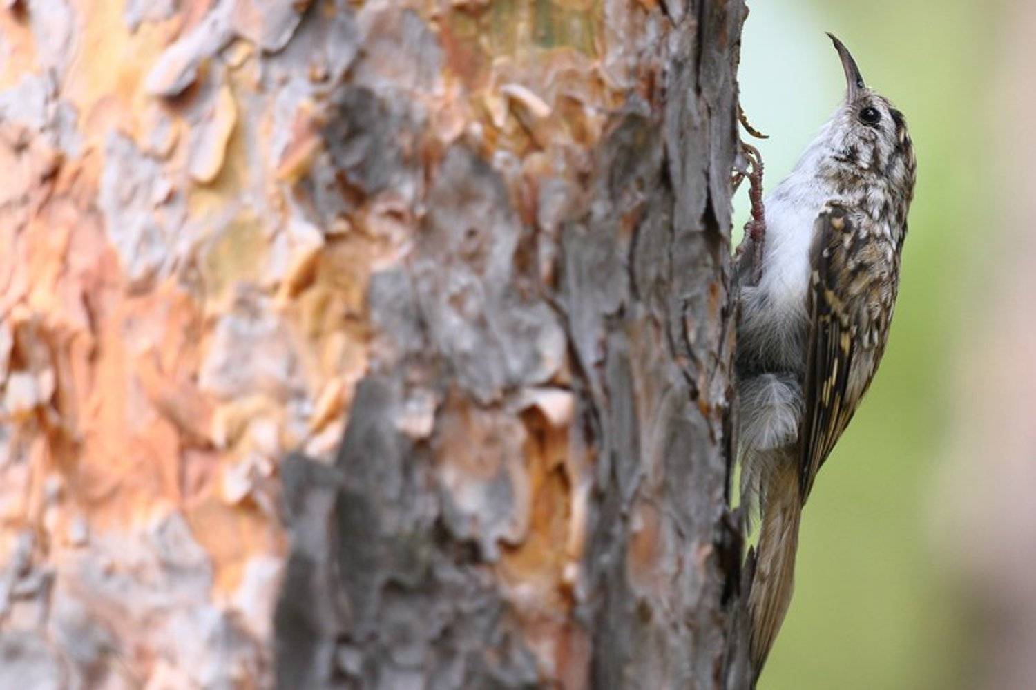 дикая природа, пищуха, природа, птица, фотоохота, Алексей Королев