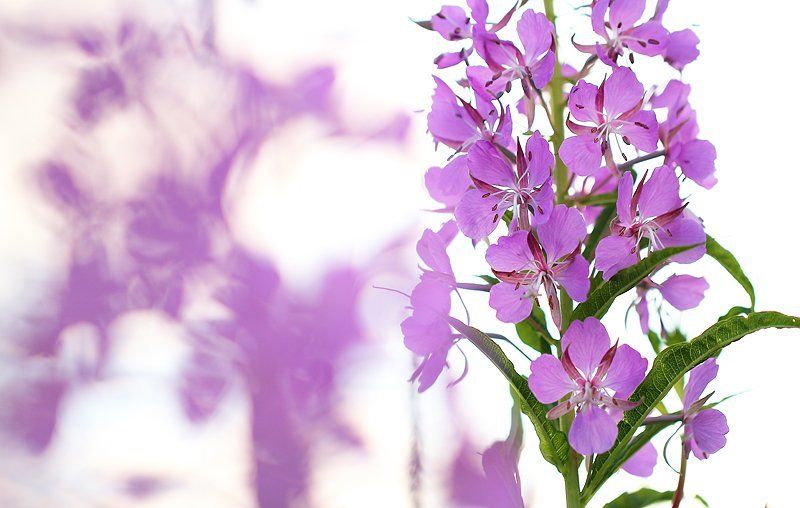 высокий ключ, иван-чай, лето, макро, природа, растения, флора, цветок, цветы Иван-чай фото превью