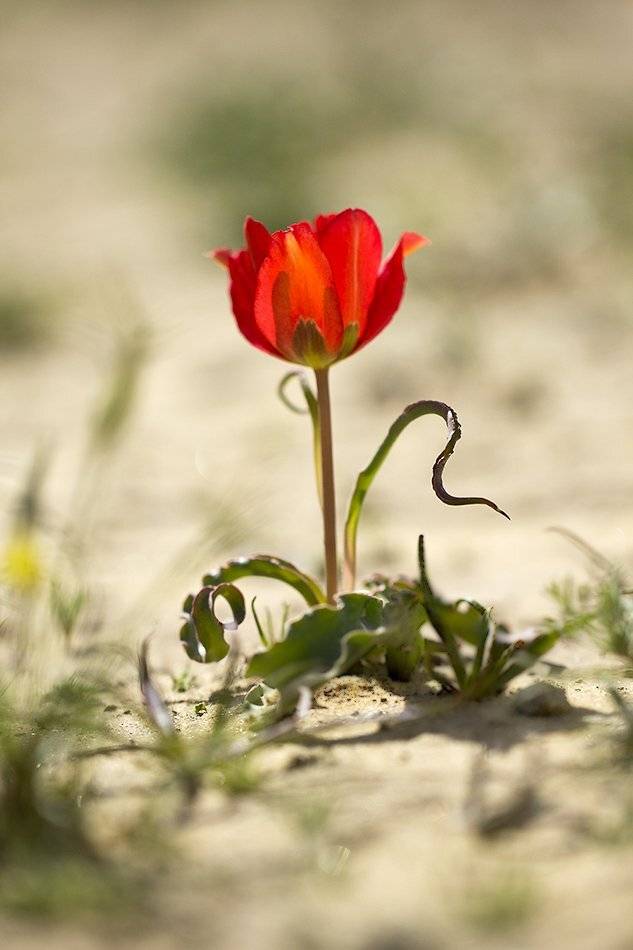 , Иваненко Светлана